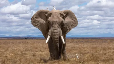 10 самых больших животных мире фото фотографии