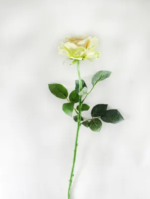 Флорист рассказал, сколько стоит один миллион алых роз в Алматы | Новости