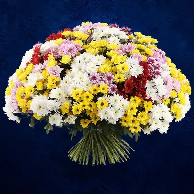 Купить 101 ветка ромашковых хризантем с оформлением R1231 в Москве, цена 32  708 руб.