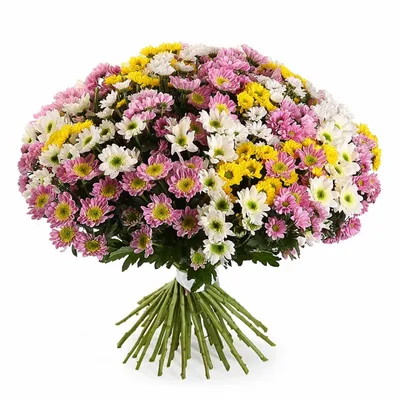 Букет из белой и розовой хризантем | купить недорого | доставка по Москве и  области