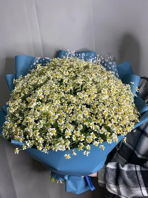 101 нежно-розовая ромашка купить в Минске, заказать букет с доставкой