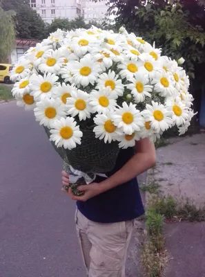 101 ромашка в упаковке купить в Солигорске