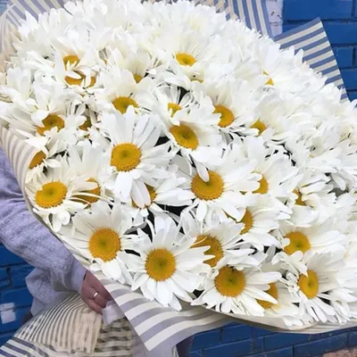Купить 101 крупную ромашку