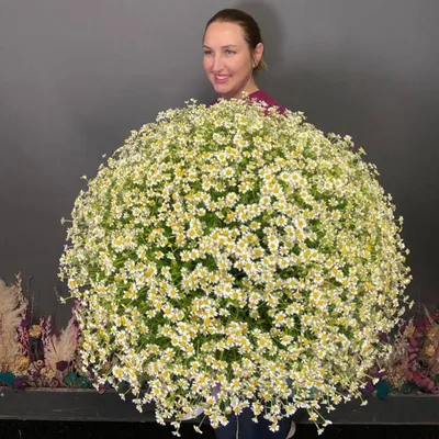 101 кустовая ромашка в корзине – купить недорого с доставкой