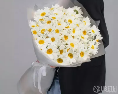 Букет 101 голландская кустовая ромашка купить в Москве - цена 8 000 руб c  бесплатной доставкой ✿ Интернет-магазин Bella Roza