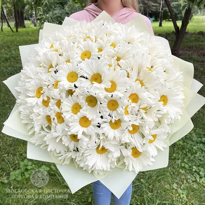 Купить 101 ромашку минск