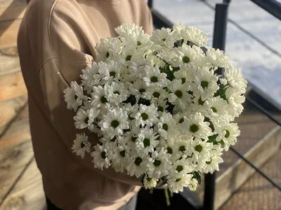 Цена 6 руб/ветка ‼️ 🌼51 ромашка (7 веток) — цена 42 руб 🌼81 ромашка ( 11  веток) - цена 66 руб 🌼101 ромашка (13 веток)—цена 78 руб 🌼151 ром… |  Instagram