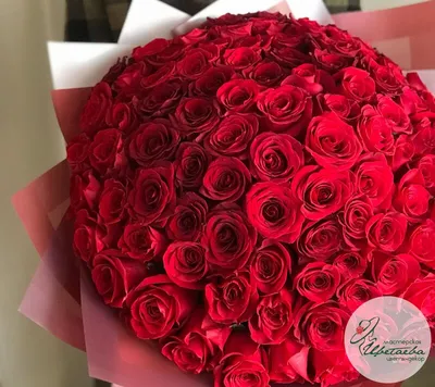 101 красная роза 50 см Кения- купить в СПб с доставкой в интернет магазине  \"Цветочкин\"