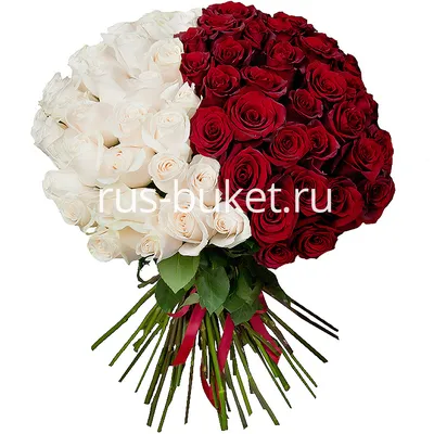 101 красно-белая роза 50 см - Купить розы с доставкой