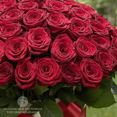 Она будет в восторге🥰🌹 . Состав букета: ✓101 роза ✓Флористическое  оформление (упаковочный материал, декоративная лента). ✓Конверт и о… | Розы,  Цветы, Букет из роз