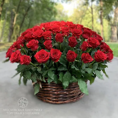 Букет из 101 красной розы Red Naomi 80 см с лентой - купить с доставкой в  Минске