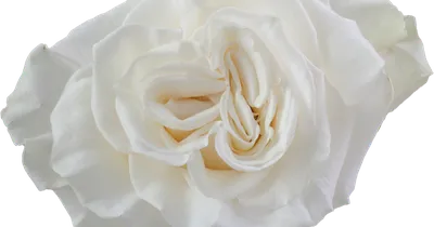 11 Most Beautiful White Rose Varieties You'd Have Ever Seen