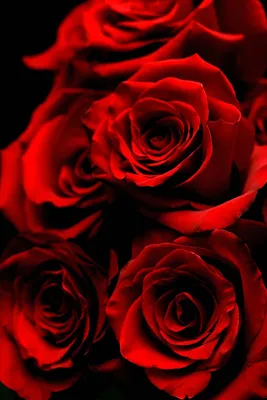 Пионовидная роза Джульета 11 шт. купить с доставкой в Москве. Цена от 4620 ₽