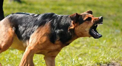 12 опасных пород собак фото фотографии