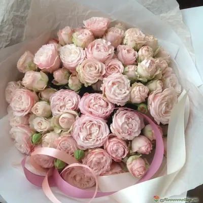 Букет из 15 красных и кремовых кустовых роз купить с доставкой по Краснодару