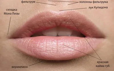 Увеличение губ в Москве: цены, фото до и после, отзывы | Стоимость  увеличения губ в клинике Seline