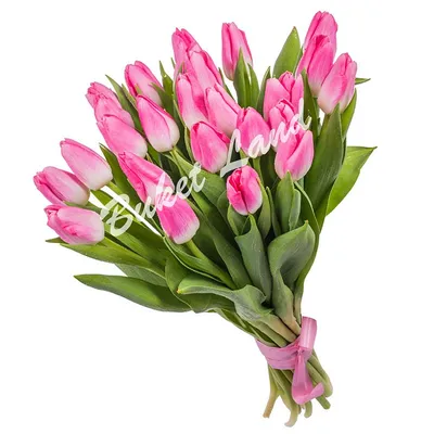 Букет 21 тюльпан эвкалипт №419 - 🌹 Цветы Новосибирск заказ: