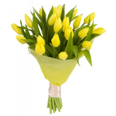 21 белый тюльпан в упаковке по цене 5090 ₽ - купить в RoseMarkt с доставкой  по Санкт-Петербургу