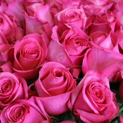 Букет из 23 пастельных роз | Во Имя Розы