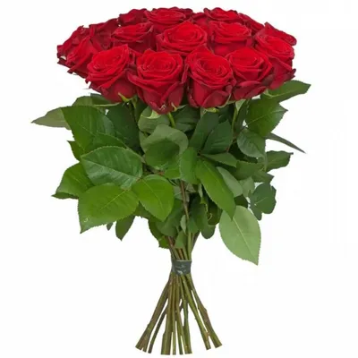 Букет роз Наутика (23 розы) 70 см
