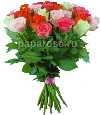 Букет из 25 белых роз 35-40 см (Россия) в матовой пленке - купить по цене  2995 ₽ с доставкой, Санкт-Петербург