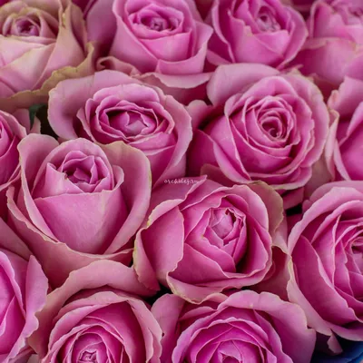 Роза Кения 40 см 25 штук, Цветы и подарки Брянск, Брянская область, Россия,  купить по цене 2330 RUB, Монобукеты в Роза-Мимоза с доставкой | Flowwow