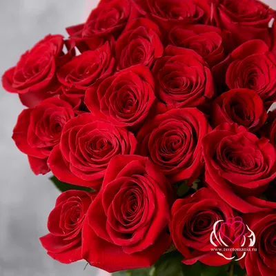 Купить 25 розовых роз 40 см (Кения) с доставкой в СПб | Интернет-магазин  ЦветыОптРозница