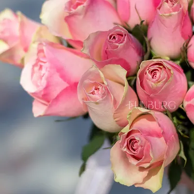 Букет 25 роз микс (40 см) купить в Тамбове букет цветов с доставкой не  дорого купить в один клик 68cvetov.ru 68 цветов
