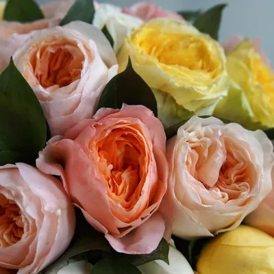Купить «27 роз» с доставкой в Омске - «SIBFLORA»