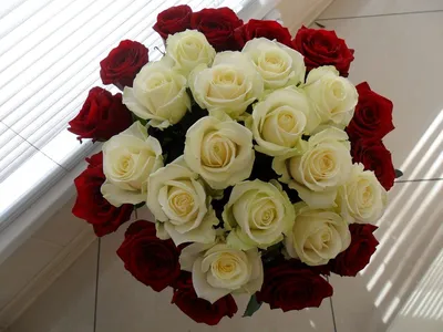 Букет из 27 кенийских роз» - купить в Мурманске за 5 910 руб