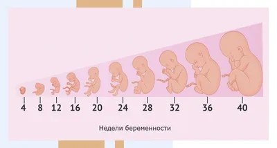 Плод внутри матки - недели 31 Иллюстрация штока - иллюстрации насчитывающей  боково, медицински: 101232470