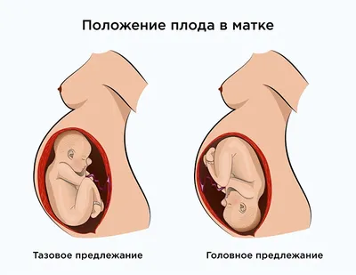 Развитие плода по неделям беременности: календарь