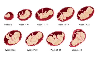Чем занимается ребенок, пока находится у мамы в животе | (812) 337-12-12