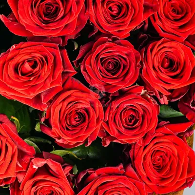Букет 39 роз, артикул F1232668 - 5750 рублей, доставка по городу. Flawery -  доставка цветов в Москве