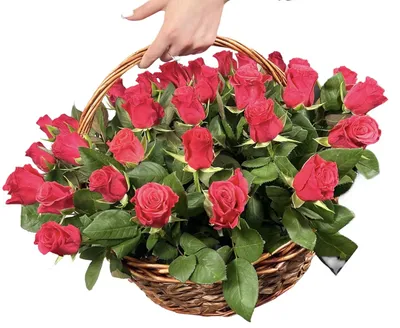 Букет 39 малиновых роз «Шангрила» – розы с доставкой по Москве и Московской  области