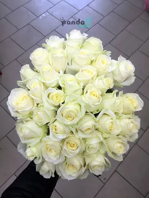 Роза Flor2u, цвет кремовый и розовый, 41 шт купить по выгодной цене в  интернет-магазине OZON (272270647)