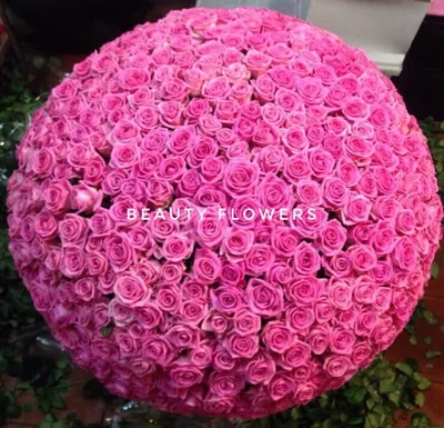 Купить 501 роза \"Ред\" по доступной цене с доставкой в Москве и области в  интернет-магазине Город Букетов