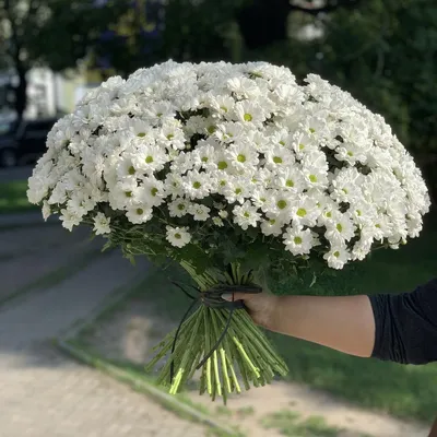 51 крымская хризантема | доставка по Москве и области