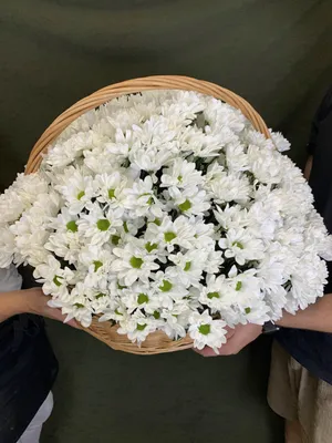 51 белая хризантема купить с доставкой по Челябинску