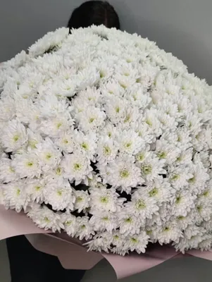 Хризантема кустовая белая 51 шт. купить с доставкой в Москве. Цена от 11730  ₽