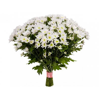 Букет из 51 кустовой хризантемы | Цветы «FlowerAnna»