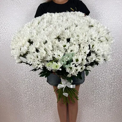 Хризантемы белые 51 штука купить по низким ценам с доставкой в  Санкт-Петербурге | от 8200