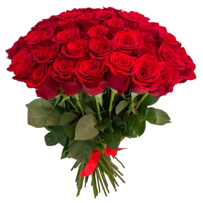 Букет из 51 красной розы 50 см (Россия) купить в СПб в интернет-магазине  Семицветик✿