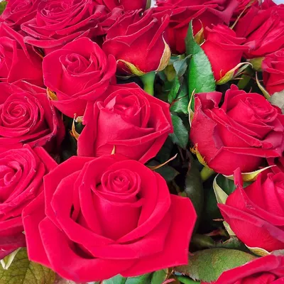 51 красная роза (50 см) заказать с доставкой в Челябинске - салон «Дари  Цветы»