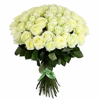 51 белая голландская роза 60 см— купить в Алматы по цене 32440.00 тенге |  Интернет-магазин «ZakazBuketov»