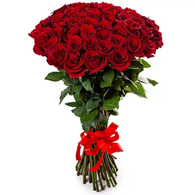 Букет 51 красная роза, 70 см купить в Киеве: цена, заказ, доставка |  Магазин «Камелия»