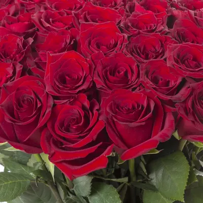 Купить Букет из 51 белой розы Премиум (70 см) с доставкой в Омске - магазин  цветов Трава
