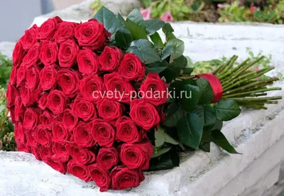 51 высокая красная роза 80 см с шелковой лентой с бесплатной доставкой на  дом из «ВкусВилл» | Санкт-Петербург