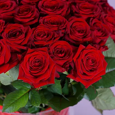 Купить 51 красную розу Гран При 80 см - pandafl.com.ua
