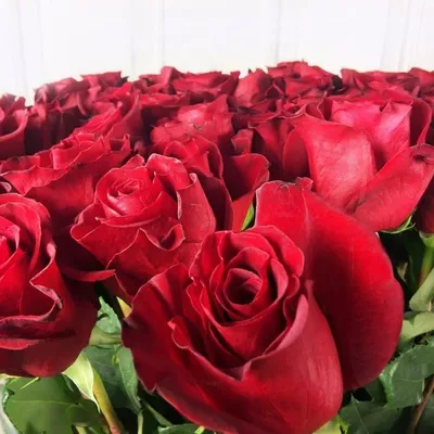 51 белая роза 70 см Эквадор- купить в СПб с доставкой в интернет магазине  \"Цветочкин\"